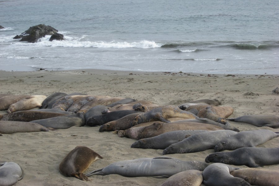 ../image/elephant seals near san simeon 4.jpg